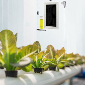 Commercial Indoor Grow Rooms
